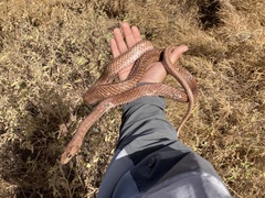 Masticophis anthonyi