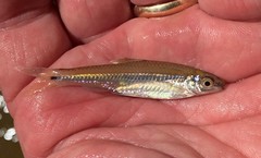 Notropis baileyi