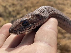 Masticophis anthonyi