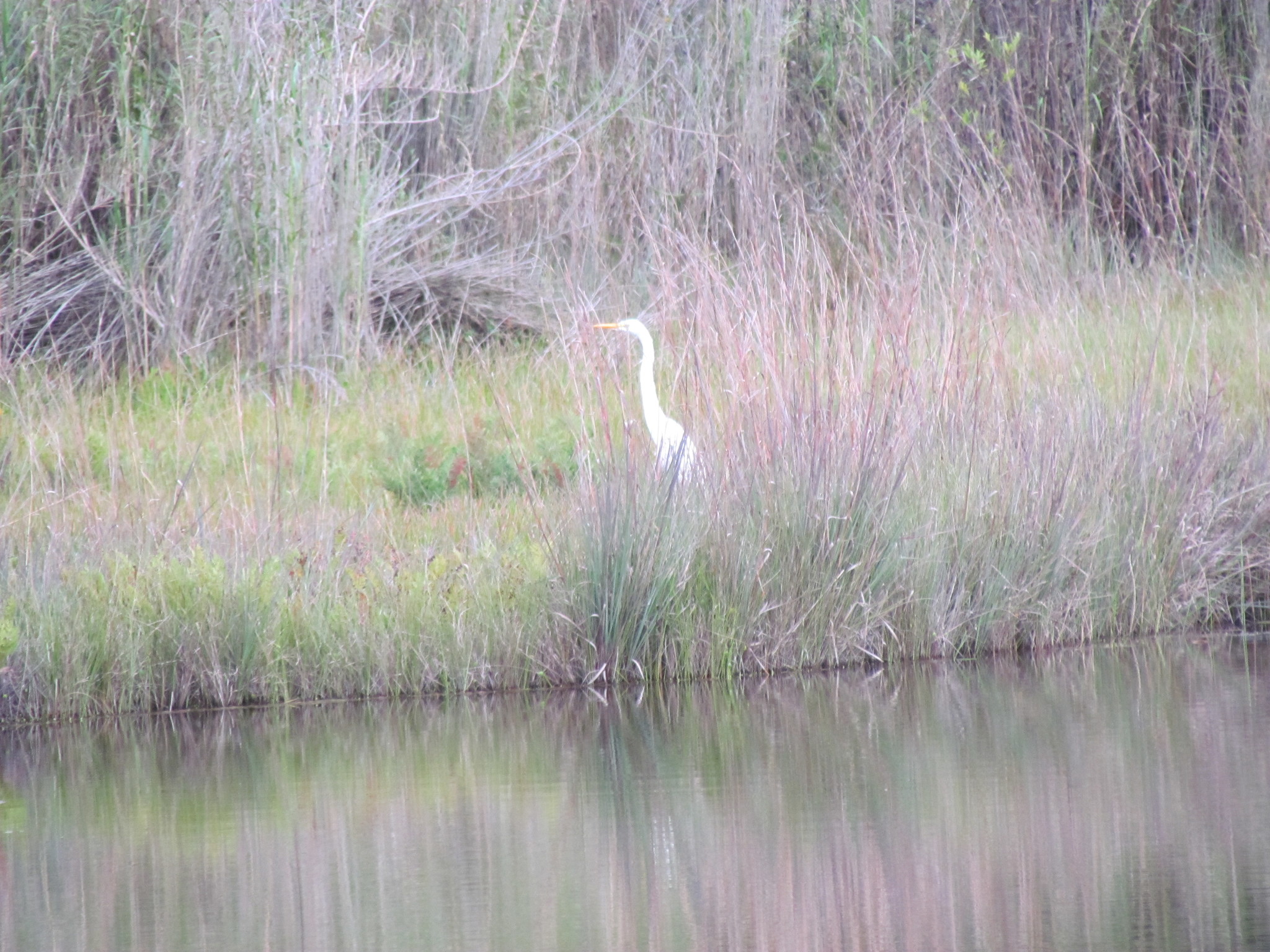 Ardea alba image