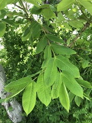 Angiospermae