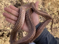 Masticophis anthonyi