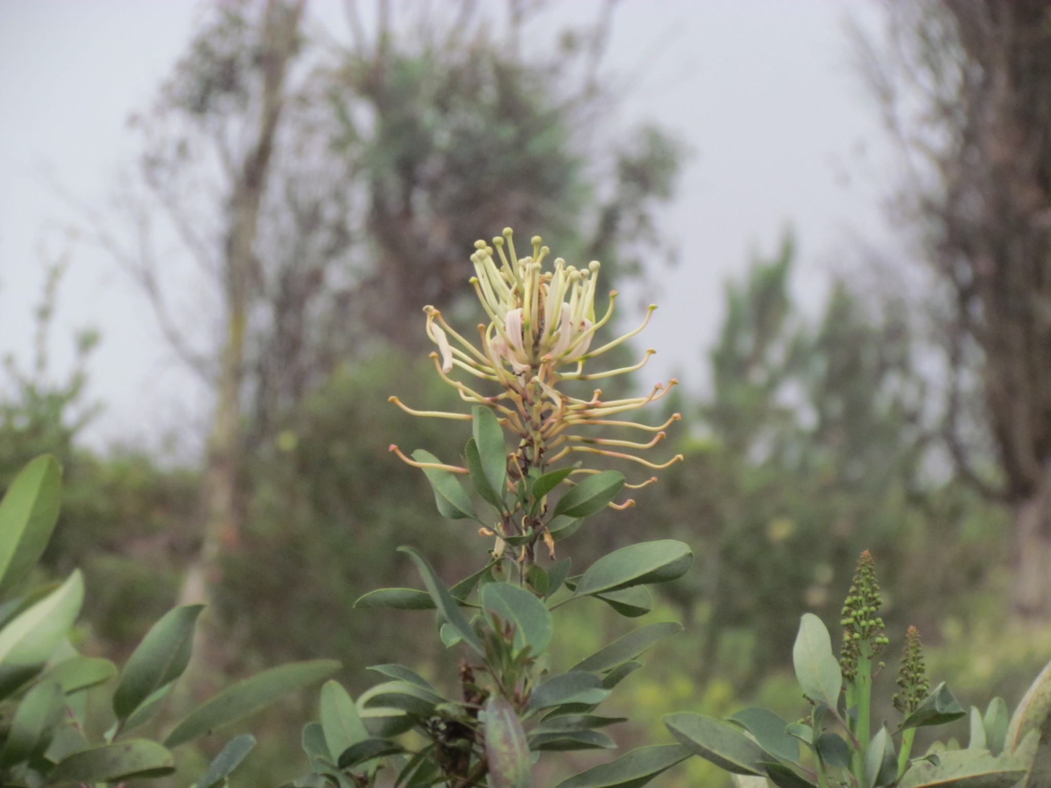 Oreocallis image