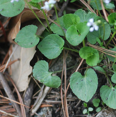 Viola arcuata