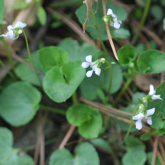 Viola arcuata