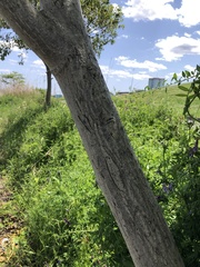 Angiospermae