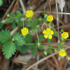 Potentilla fragarioides