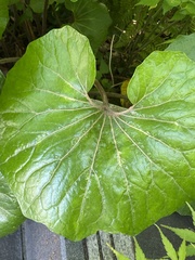 Farfugium