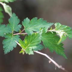 Neillia incisa