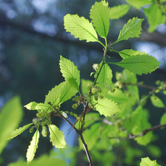 Quercus aliena