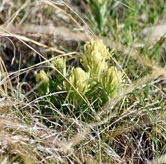 Castilleja citrina