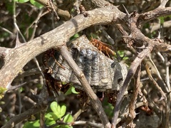 Polistes dorsalis clarionensis