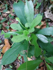 Aristolochia shimadae