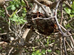 Polistes dorsalis clarionensis