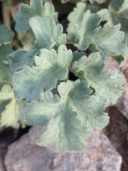 Phacelia pedicellata