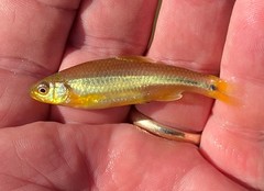 Notropis baileyi