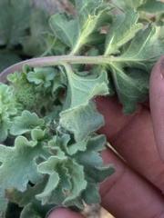 Phacelia pedicellata
