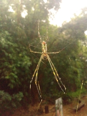Trichonephila clavipes