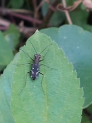 Cylindera kaleea angulimaculata