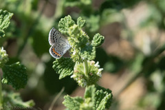 Icaricia lupini texanus