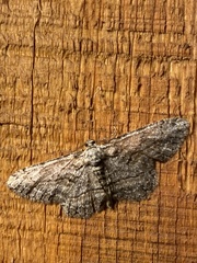 Stenoporpia