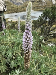 Lupinus weberbaueri