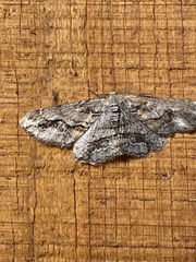Stenoporpia