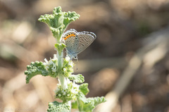 Icaricia lupini texanus