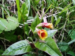 Oenothera epilobiifolia