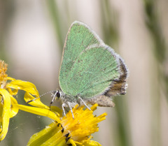 Callophrys affinis affinis