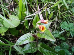 Oenothera epilobiifolia
