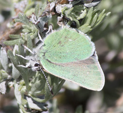 Callophrys affinis affinis