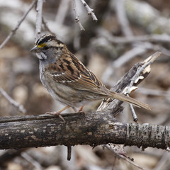 Zonotrichia albicollis