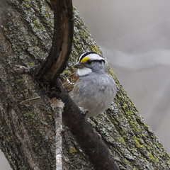 Zonotrichia albicollis