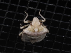 Tepa