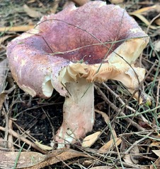 Russula lenkunya