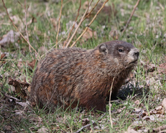Marmota monax