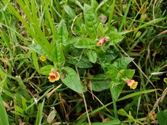Oenothera epilobiifolia