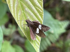 Notocrypta paralysos
