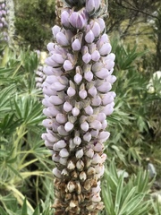 Lupinus weberbaueri
