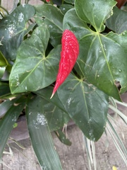 Anthurium