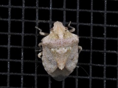 Tepa