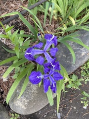 Iris tectorum