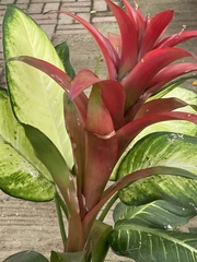 Bromeliaceae
