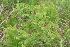 Amorpha nana