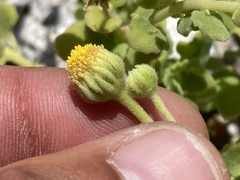 Perityle socorrosensis