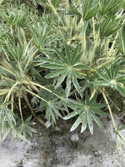 Lupinus weberbaueri