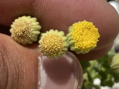 Perityle socorrosensis