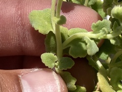 Perityle socorrosensis