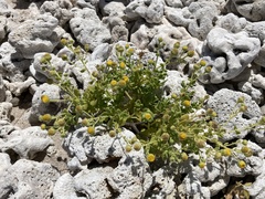 Perityle socorrosensis